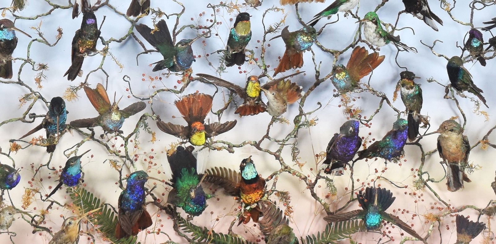 Natural History & Taxidermy Banner Image